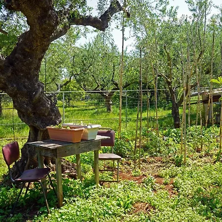 Veni Olive House بيت للعطل *