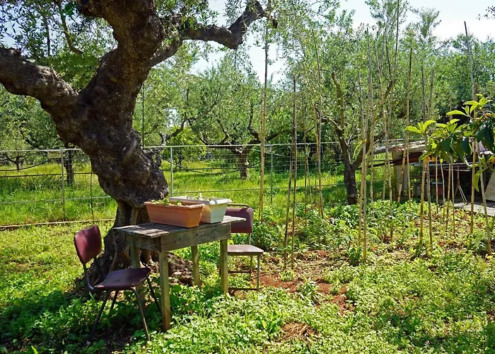 Veni Olive House 펜션 *