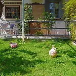 Veni Olive House * Kalamata